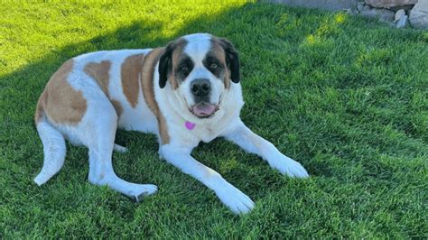 St. Bernard Lab Mix Breed: The Labernard Complete Guide